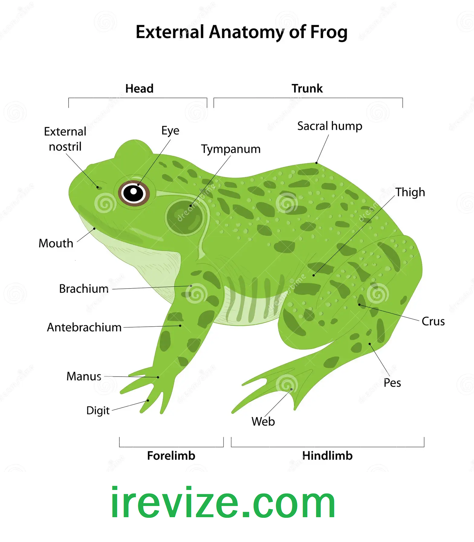 Frog Morphology and Anatomy