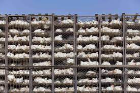 The Dark Side of Agriculture: Unveiling the Reality of Factory Farming Practices