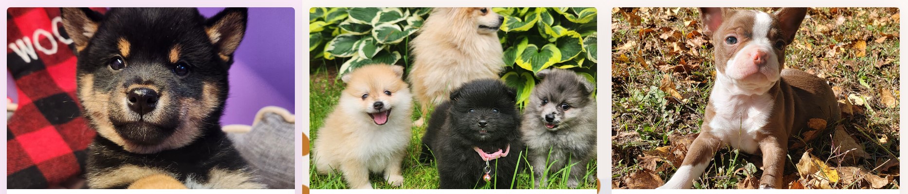 Montreal, Canada: Unleashing Joy: Puppies for Sale