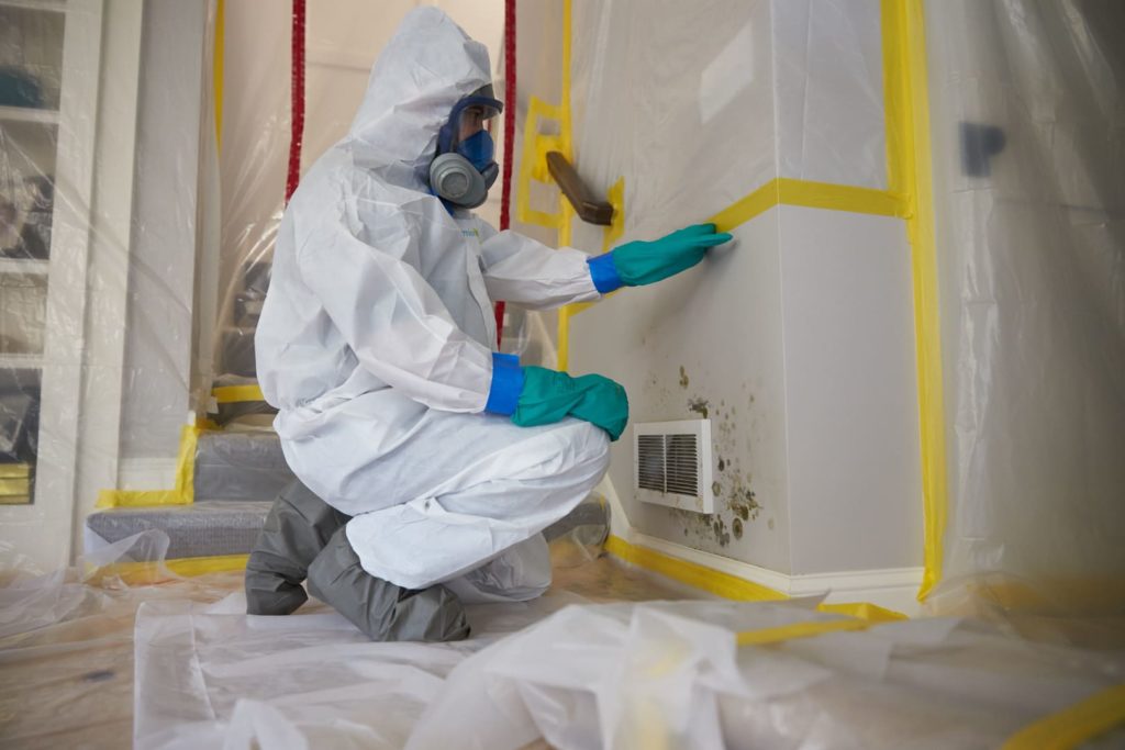 Ensuring Healthy Living Spaces: Mold Remediation Services in Trinity, FL
