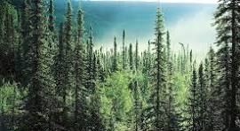 Evergreen Coniferous Trees: Guardians of Greenery and Resilience