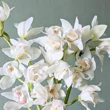 Pure Elegance: Nurturing White Cymbidium Orchids