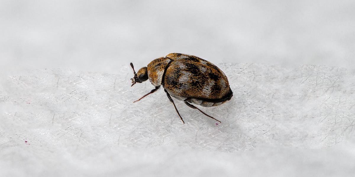 Natural Solutions for Carpet Beetle Control