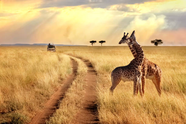 Tips for Capturing Stunning Wildlife Photography on a Kenya Safari