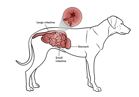 Understanding Canine Inflammatory Bowel Disease: Symptoms and Treatments