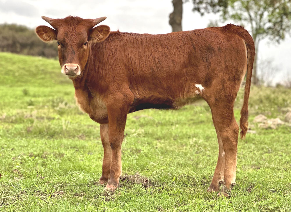 texas longhorn heifers for sale