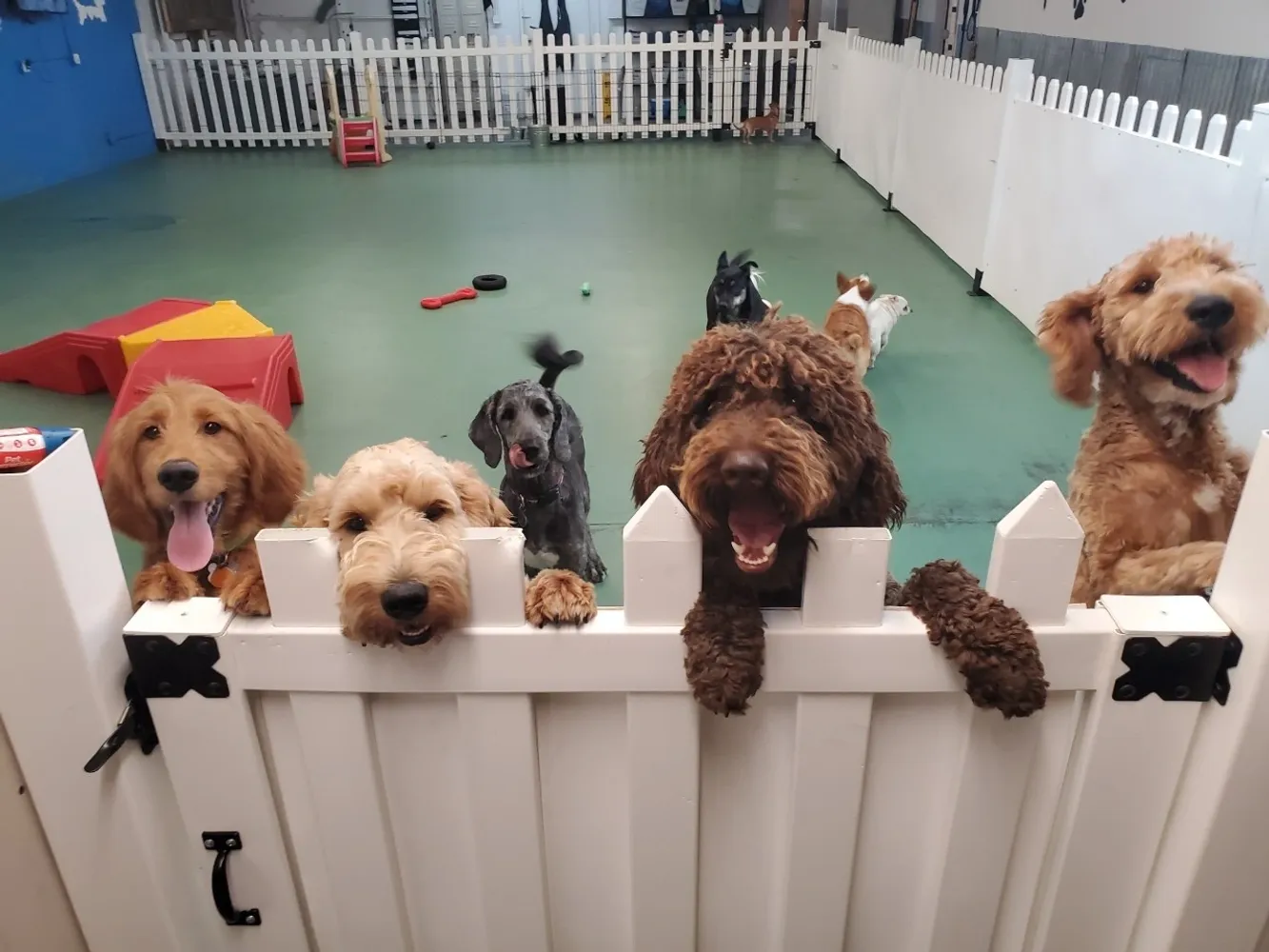 The Benefits of Doggy Daycare: Why Your Pup Will Love It: