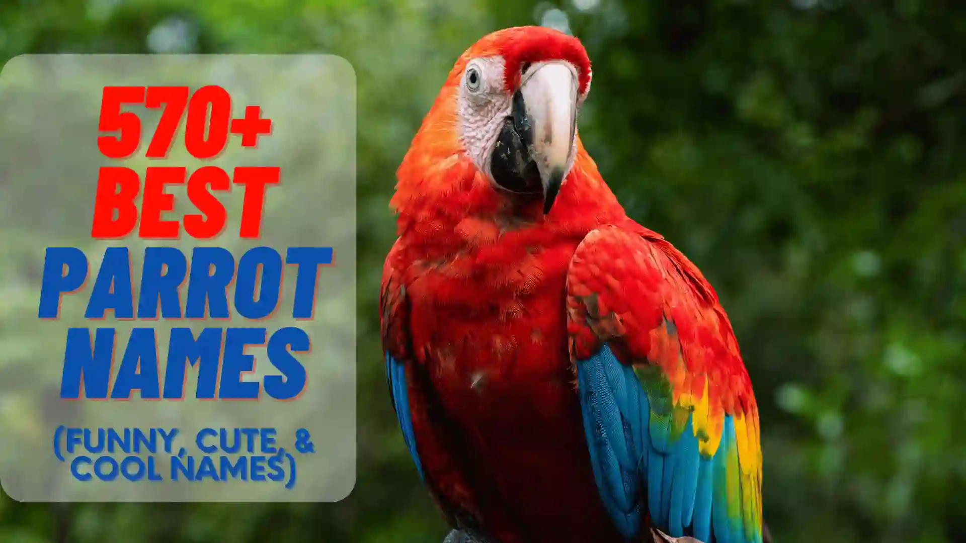 30 Parrot Names