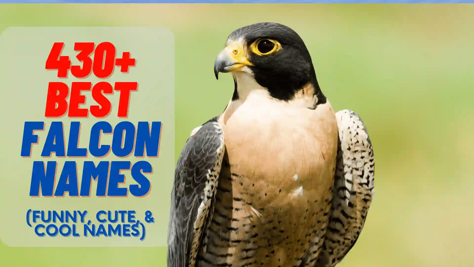 30 Falcon names (best, Cool, funny)