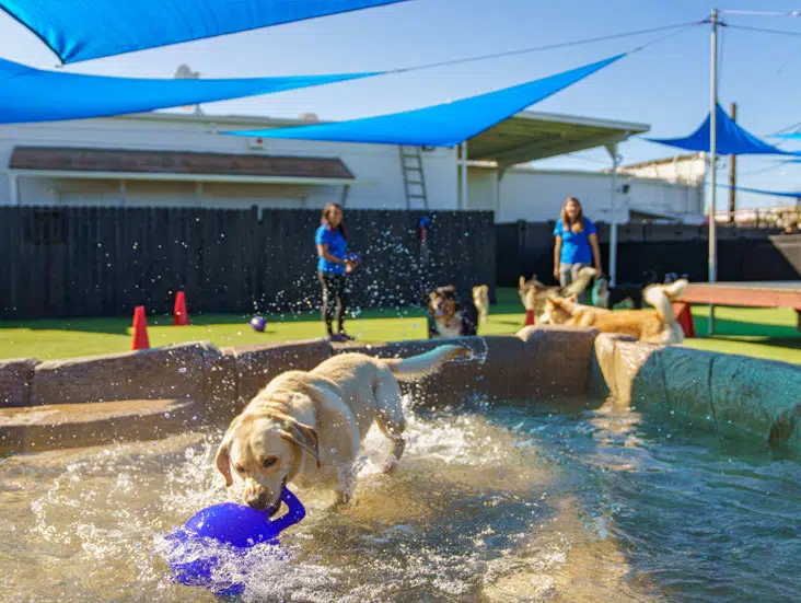 What to Expect: A Day in the Life of Your Dog at Doggy Daycare in San Diego: