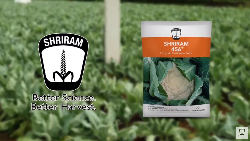 Shriram 456 Hybrid Cauliflower Seeds: Transforming Farming with Science