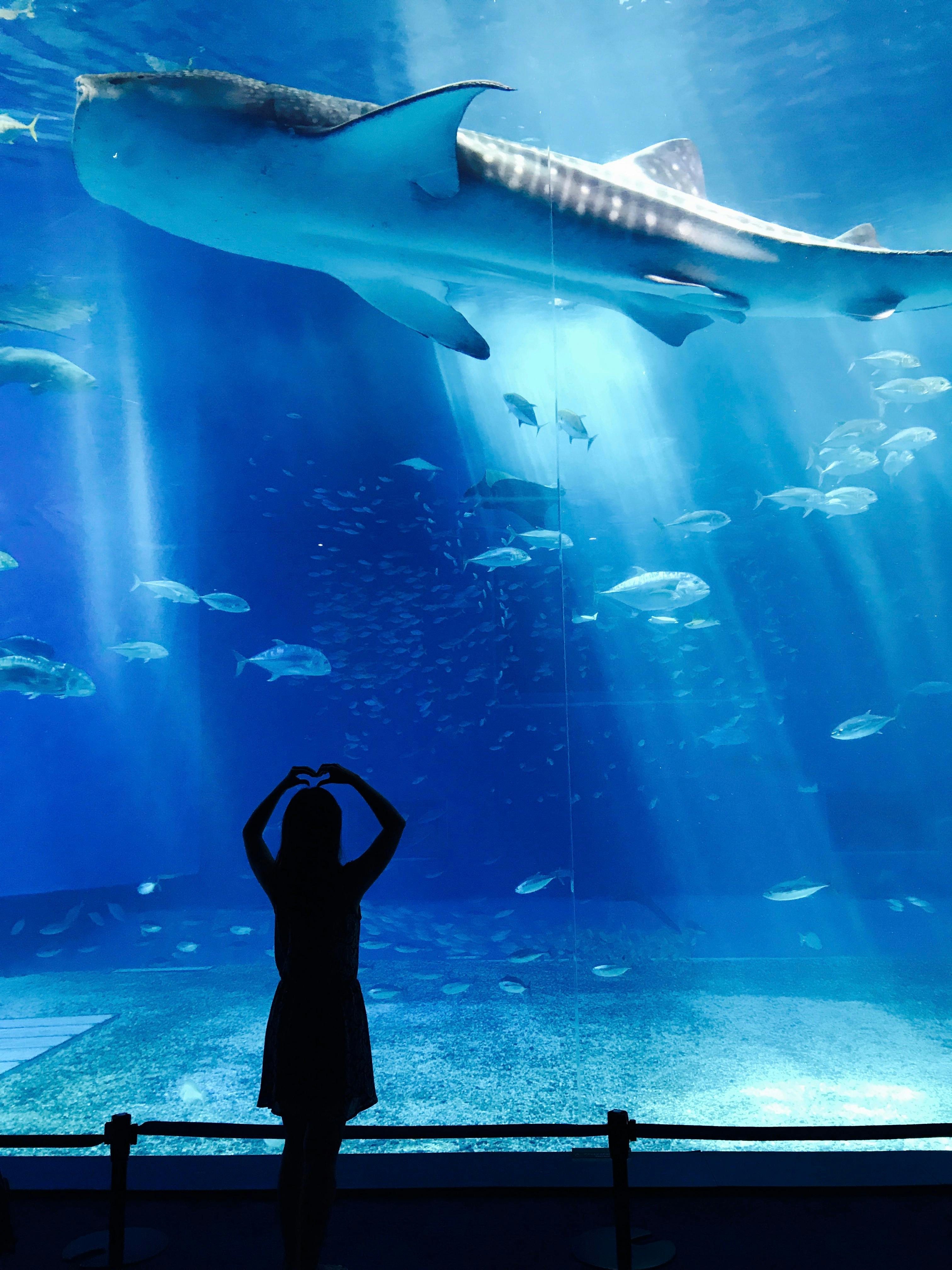 Aquarium (Source: Pexels)