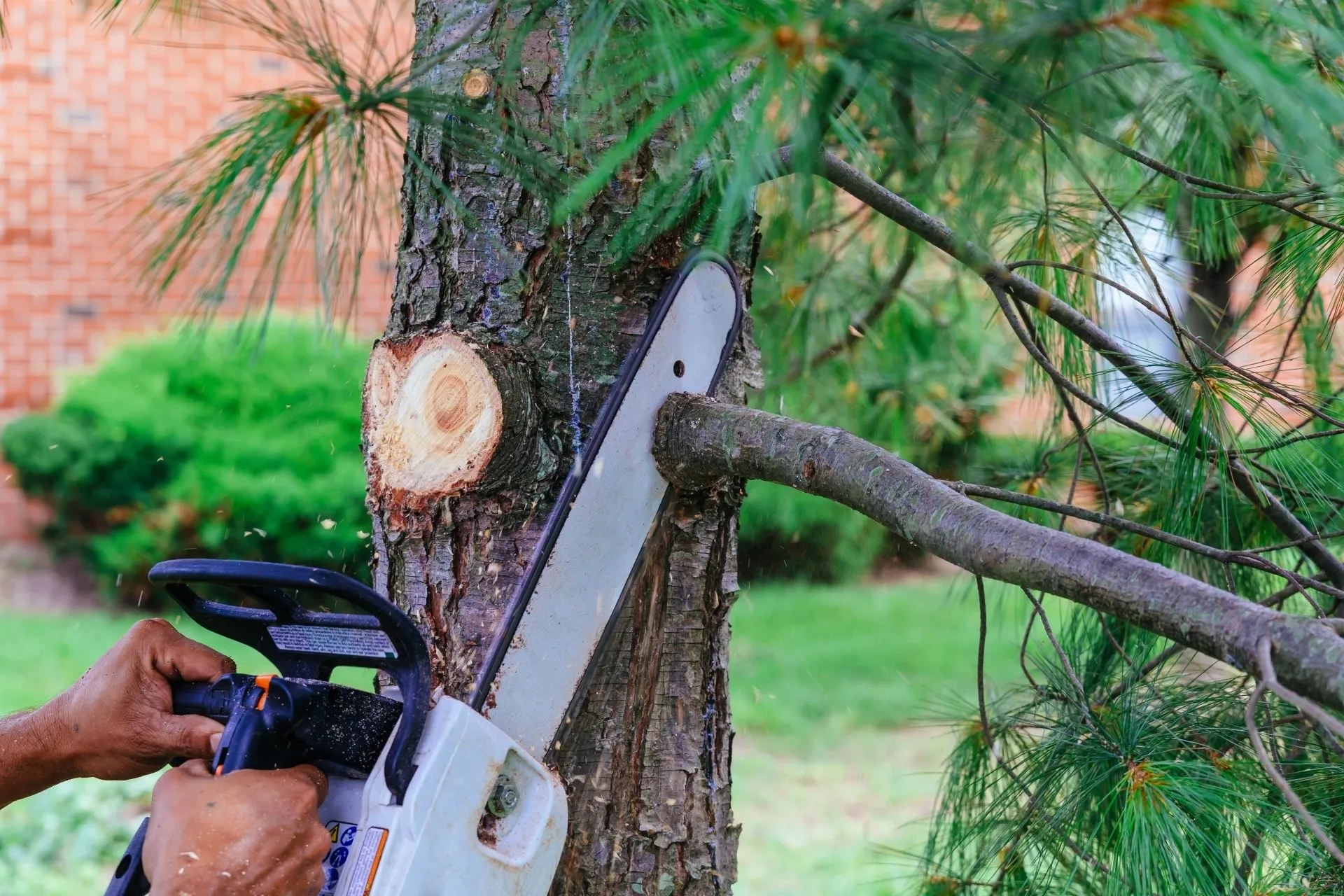 Common Tree Trimming & Pruning Mistakes: Best Tree Trimming Company