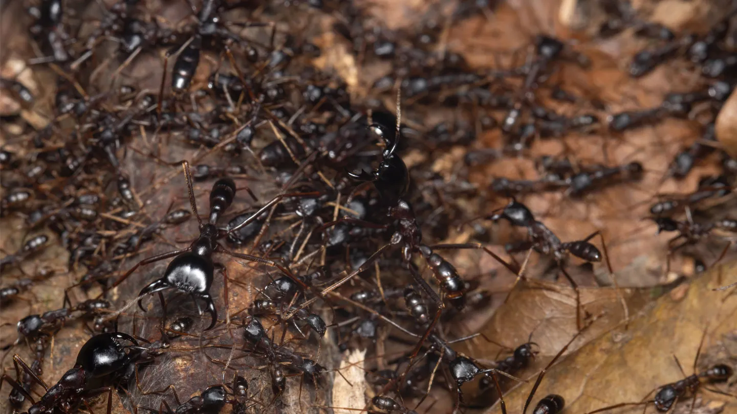 Professional Ants Exterminator in Stamford Get Rid of Ants Today