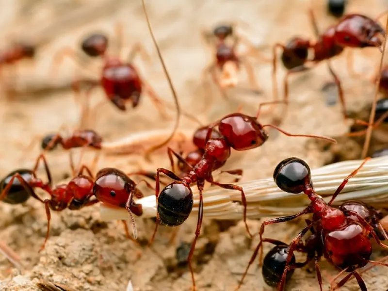 Ants Exterminator in Darien Reliable Pest Management Services