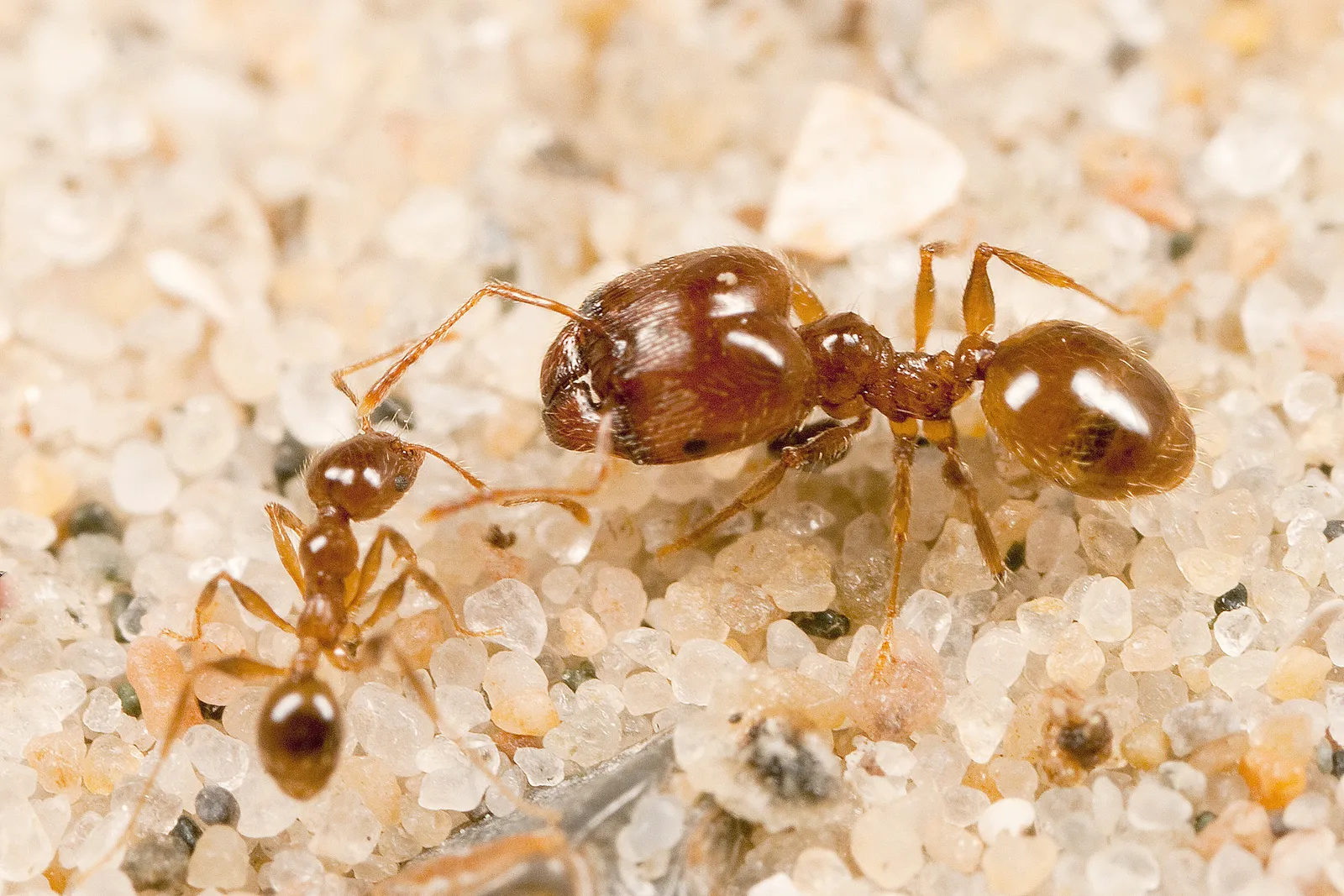 Effective Ant Exterminator in New Canaan Your Solution to Ant Infestation