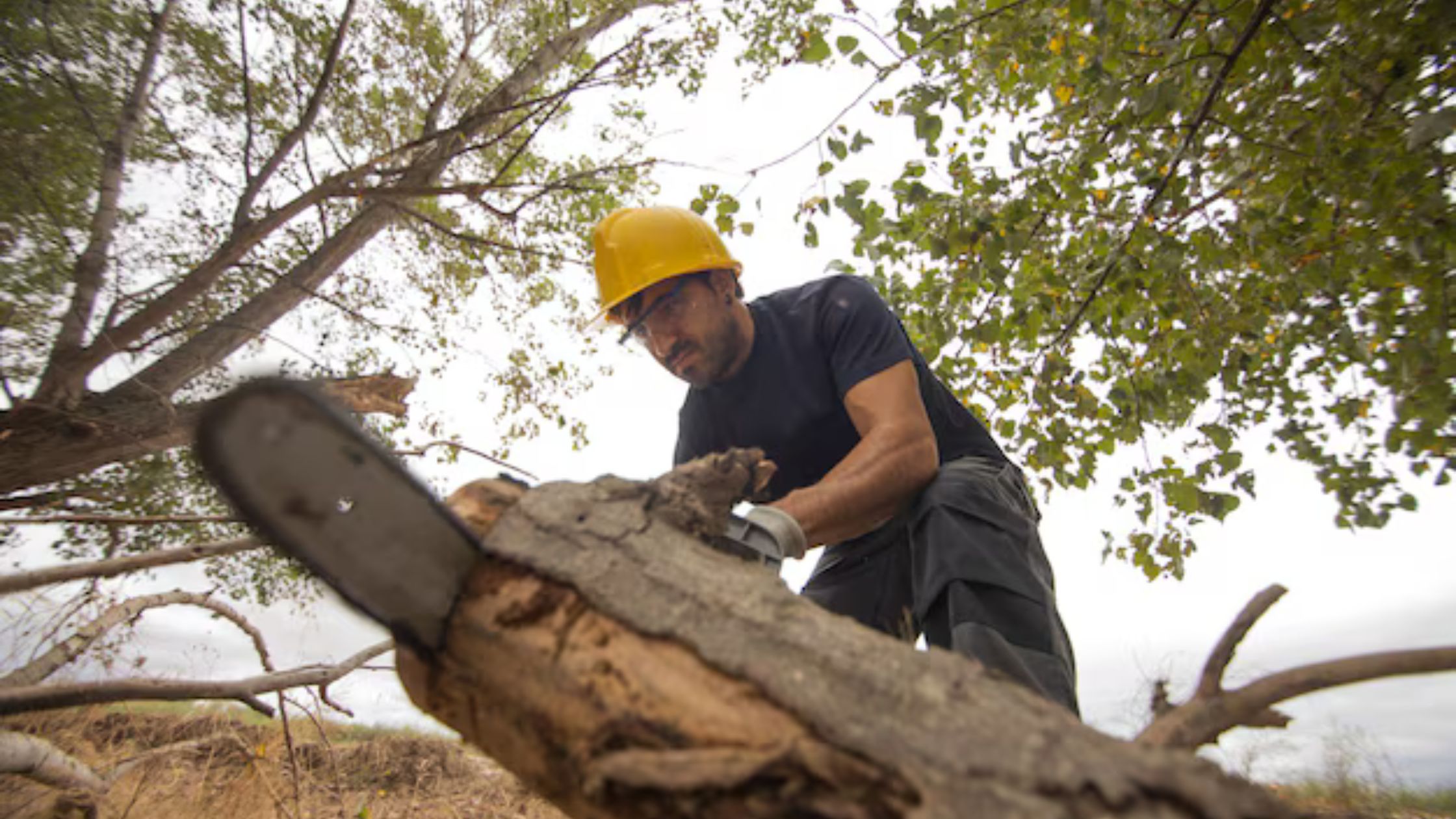 What Are the Planning and Permits In Sydney Ensuring Safe and Responsible Tree Cutting Services?