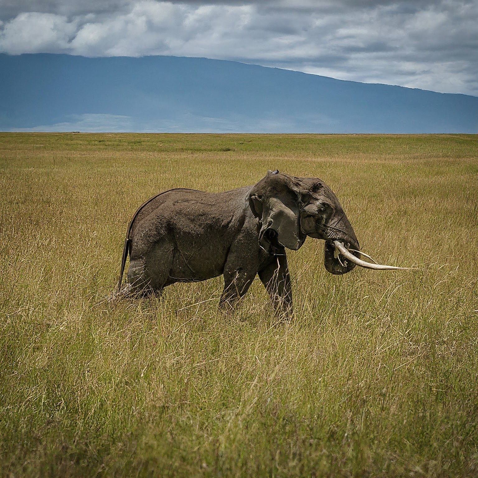 Witness the Thundering Spectacle: A Guide to the Maasai Mara Migration