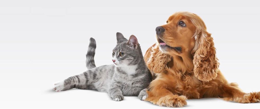 Early Detection of Health Issues Through Pet Grooming in Kolkata
