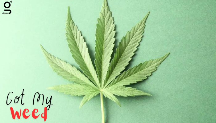 Elevate Your Cannabis Experience with Got My Weed Online: A Comprehensive Guide